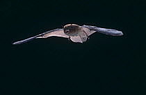 Nathusius' pipistrelle bat {Pipistrellus nathusii} in flight, captive