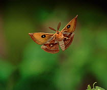 Tau Emperor Moth flying