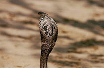 Asian cobra with hood spread, India