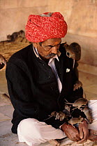 Devotee meditating with Black rats, Karni Mata Temple, Deshnok, Rajasthan, India.