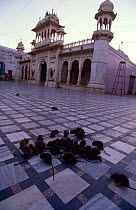 Black rats {Rattus rattus} in hindu temple forecourt, Karni Mata Temple. Deshnok, Rajasthan, India.