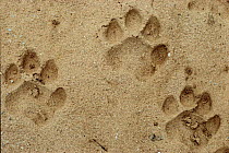 Tiger pug marks - tracks in sand Bandhavgarh Nationa Park, Madhya Pradesh Central India