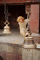 Young rhesus macaque playing on bell in Durga temple, Varanasi, India