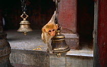 Young Rhesus macaque {Macaca mulatta} playing on Hindu temple bell, Durga, Varanasi, India