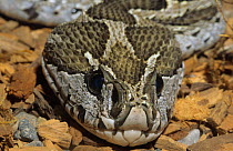 Head of Russell's viper (Vipera ruselli) captive