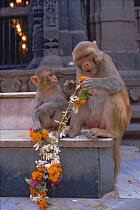 Rhesus macaques with offerings in Durga temple, Varanasi, India