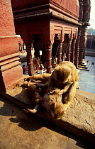 Rhesus macaques {Macaca mulatta} grooming on Hindu temple wall, Durga, Varanasi, India,