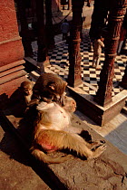 Rhesus macaques grooming in Durga temple, Varanasi, India