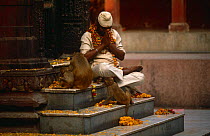 Rhesus macaques {Macaca mulatta} receive Hindu offerings from holy man at Durga temple, Varanasi, India