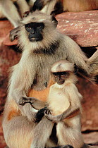 Southern plains grey / Hanuman langur {Semnopithecus dussumieri} mother and baby, Rajasthan, India