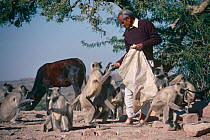 Man feeding Southern plains grey / Hanuman langurs {Semnopithecus dussumieri} India