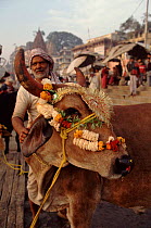 Cattle in market, tolerated because holy animal. India