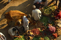 Cattle wandering through market, tolerated as holy animals, India
