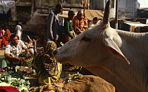 Cow {Bos indicus} in market, tolerated as holy animals, India