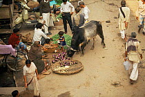 Cattle feeding from stalls in market, India. Cows are tolerated as holy animals. From BBC Lifesense series.