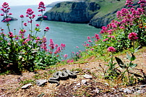 Adder basking in sun on cliff top, Berryhead SSSI Devon, UK. Valerian in flower