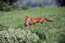 Red fox vixen with rabbit prey, England