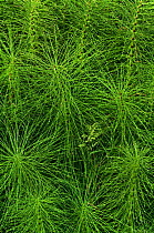 Horsetails (Equisetum sp) Del Norte Redwoods SP, California