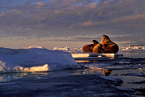 Walrus on ice floe (Odobenus rosmarus) Ellesmere Is Canada.