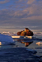 Walrus on ice floe (Odobenus rosmarus) Ellesmere Is, Canada