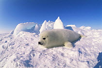 Harp seal pup (Phoca groenlandicus) resting on snow, Canada