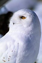 Snowy owl (Nyctea scandiaca) Canada captive