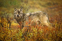 Wild Grey wolf portrait, Denali NP (Canis lupus) Alaska