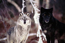 Grey wolves showing fur colour variation. (Canis lupus)