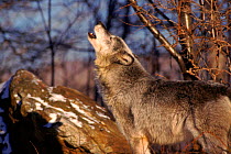 Grey wolf (Canis lupus) howling