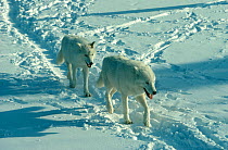 RF- Arctic (Grey) wolves walking in snow (Canis lupus). (This image may be licensed either as rights managed or royalty free.)