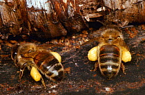 Honey bees (Apis mellifera) with full pollen sacs at hive entrance, UK