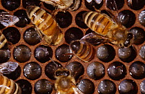Worker Honey bees (Apis mellifera) on comb feeding larvae in nest, UK