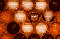 Honey bee pupae and prepupa exposed after caps removed (Apis mellifera) UK
