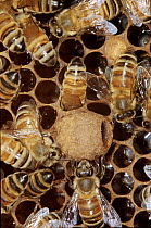 Honey bees around Queen bee cell containing larva.