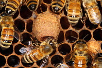 Honey bees around Queen cell containing larvae (Apis mellifera) UK