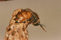 Queen Honey Bee (Apis mellifera) emerging from cell. UK