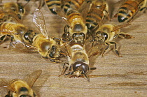Drone Honey Bee (Apis mellifera) being evicted by workers from hive, UK