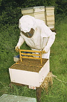 Bee man checks Honey Bee hive (Apis mellifera) for Queen bees, UK