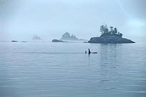 Killer whales in Johnstone Strait, Vancouver, Canada.