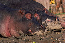 Hippos in mud wallow, Zoo. Captive.