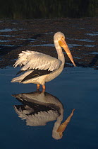 White pelican (Pelecanus erythrorhynchos) with reflection in water, USA