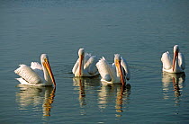 White pelicans, Florida, USA (Pelecanus erythrorhynchos)