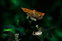 Silver washed fritillary (Argynnis paphia) in flight. Germany, Europe