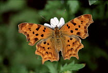 Comma Butterfly. Germany
