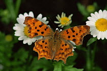 Comma Butterfly (Polygonia c-album) on flower heads, Germany