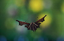 Comma Butterfly flying, Germany