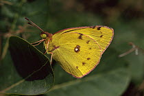 Pale Clouded Yellow Butterfly (Colias hyale) on leaves, Germany