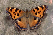 Large Tortoiseshell Butterfly resting  (Nymphalis polychloros) Germany