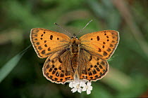 Scarce Copper Butterfly. Germany