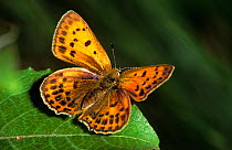Scarce copper butterfly (Lycaena virgaureae) at rest, Germany, Europe